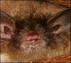 Bat control in Newburg